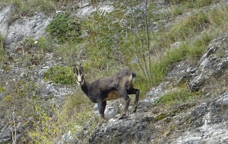 Rupicapra rupicapra.....dal Trentino Alto Adige